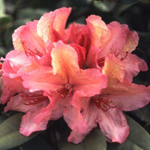 Rhododendron yak. 'Brasilia' -