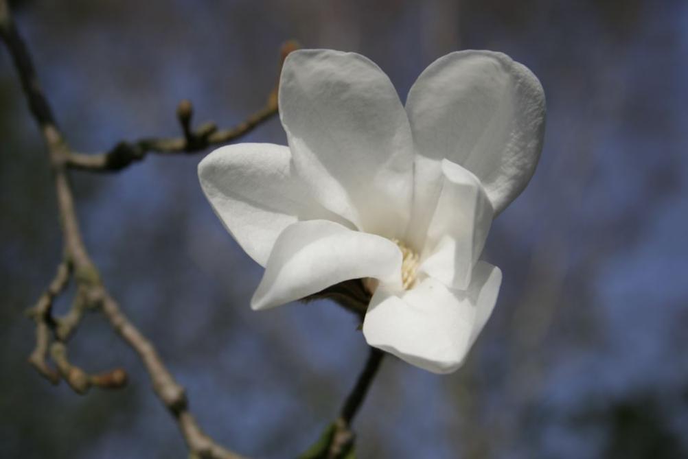 Magnolia loebneri 'Snowdrift'