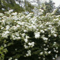 Viburnum plicatum 'Grandiflorum' / Jap. Schneebal