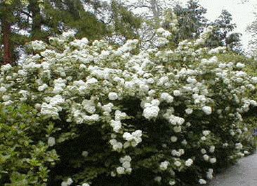 Viburnum plicatum 'Rotundifolium'