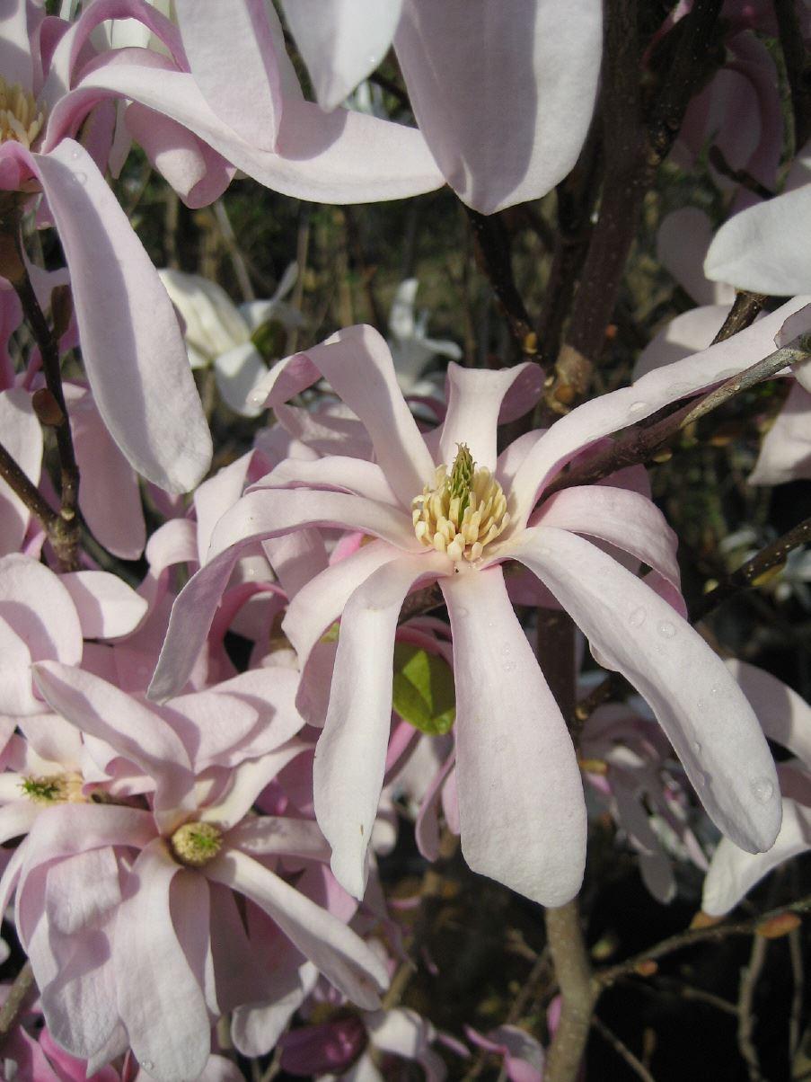 Magnolia loebneri 'Leonard Messel'