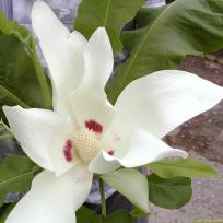 Magnolia macrophylla - Magnolie