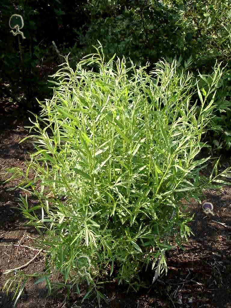 Salix longifolia Kojoten-Weide