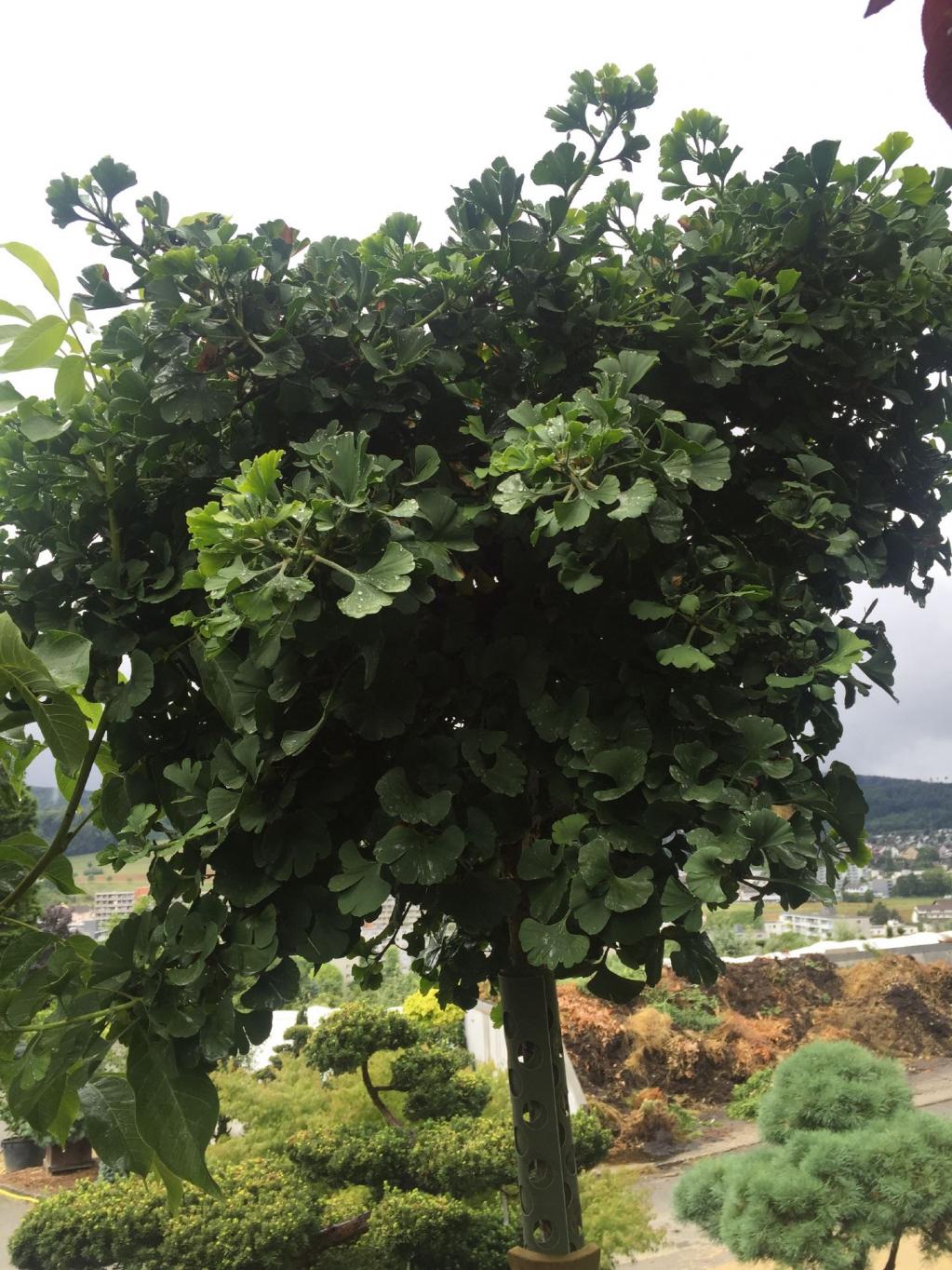 Fächerblattbaum 'Mariken'