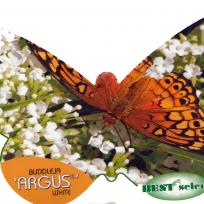 Buddleja ARGUS® White  /    Schmetterlingsflieder