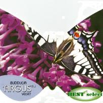 Buddleja ARGUS®  Velvet  /   Schmetterlingsflieder