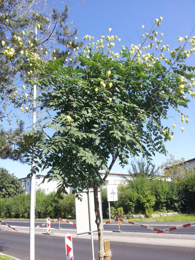 Blasenbaum (Koelreuteria) 
