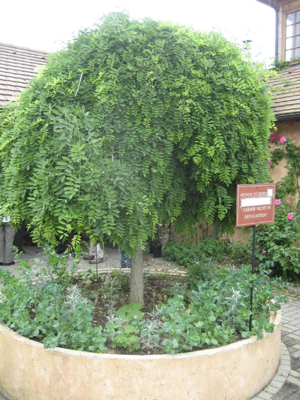 Sophora japonica 'Pandula' Hänge-Schnurbaum