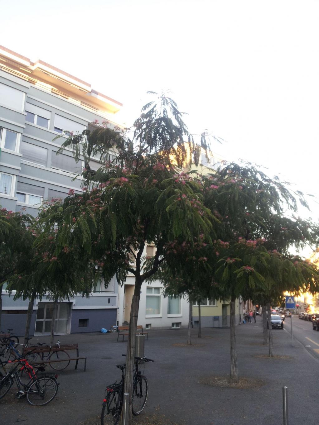 Seidenbaum-Leguminosae