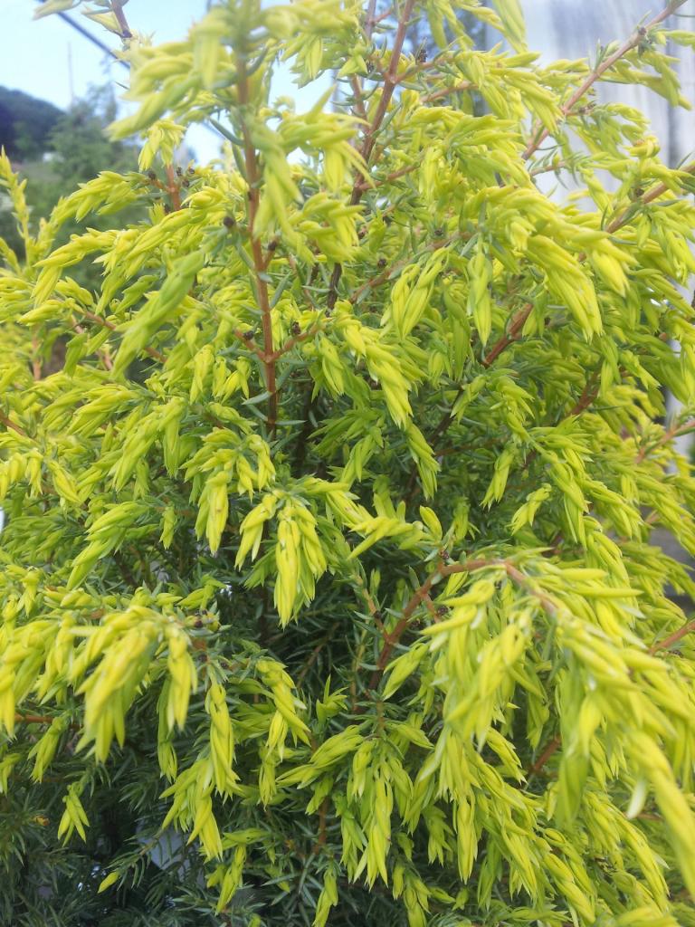 Heidewacholder Juniperus communis Gold Cone 
