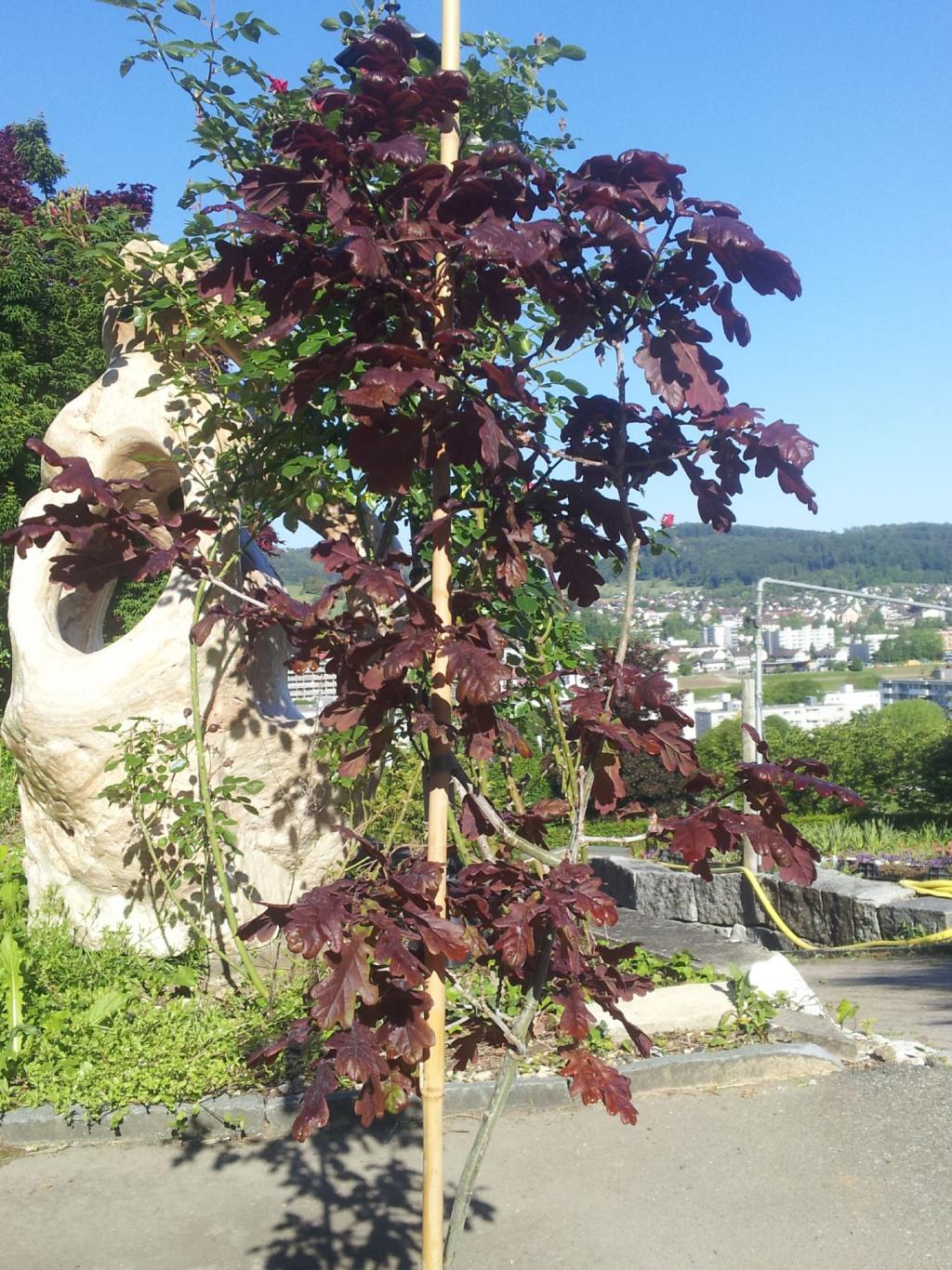 Quercus robur 'Atropurpurea'