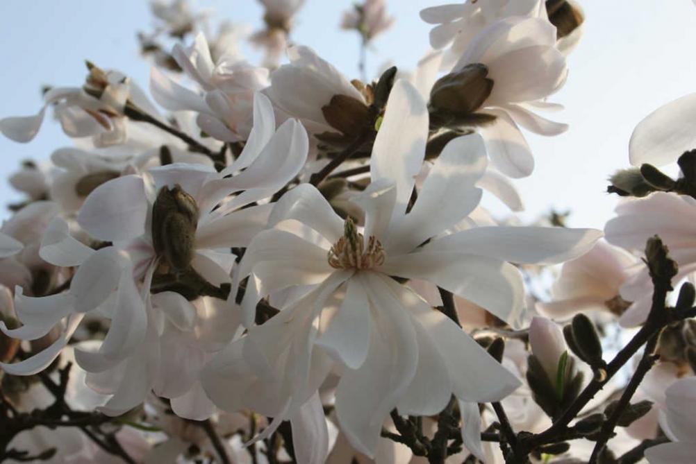 Magnolia stellata Waterliy
