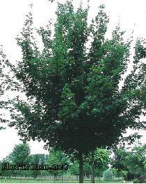 Acer campestre 'Elsrijk' Feldahorn