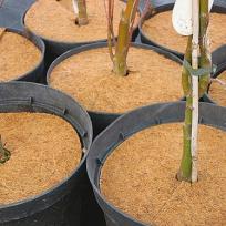 Mulchscheibe Kokos für Pflegeleichte Bepflanzung