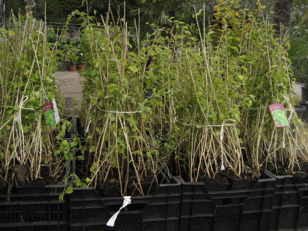 extra starke GOJI-BEEREN jungpflanzen 40-60cm