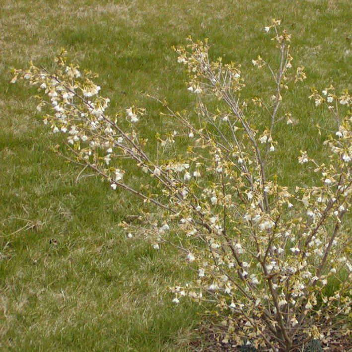 Prunus incisa 'Yamadei'  