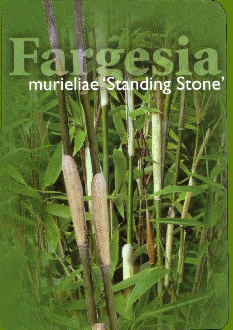 Fargesia murielae 'Standing Stone' - Bambus Schirmbambus 