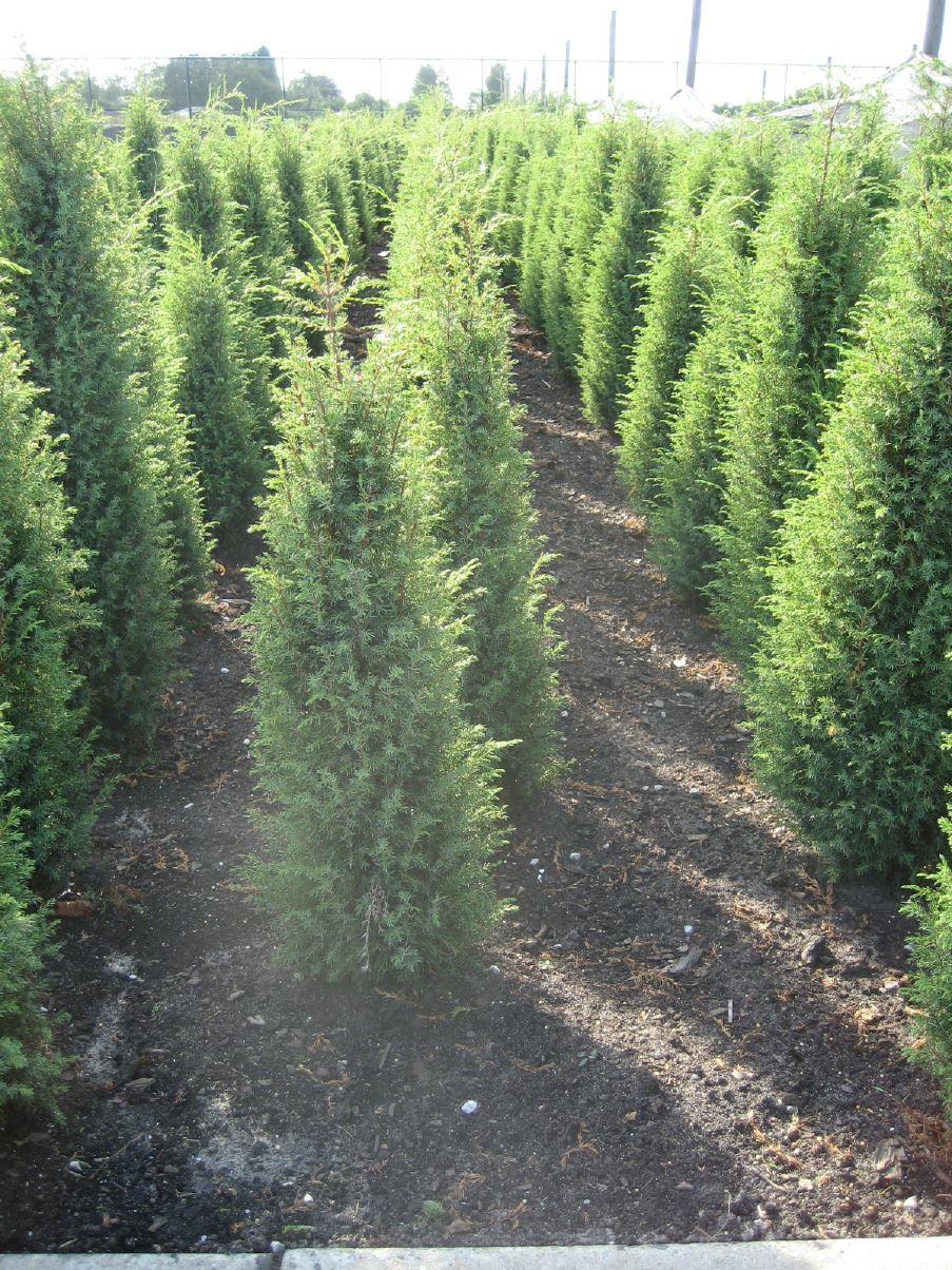 Juniperus communis 'Hibernica' /  Säulen-Wacholder