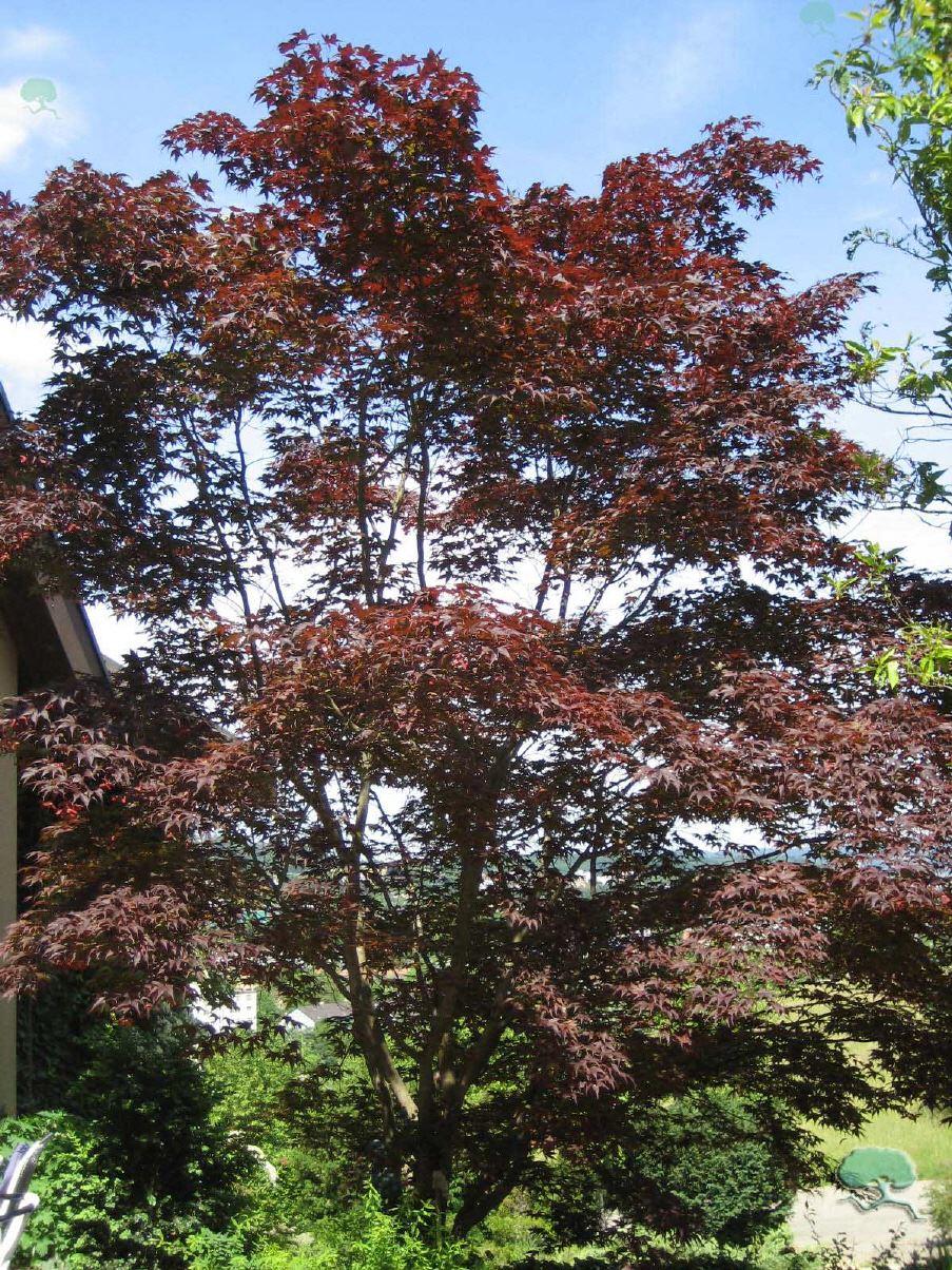 Acer palmatum 'Bloodgood' / Blutfächerahorn Japanischer Ahorn