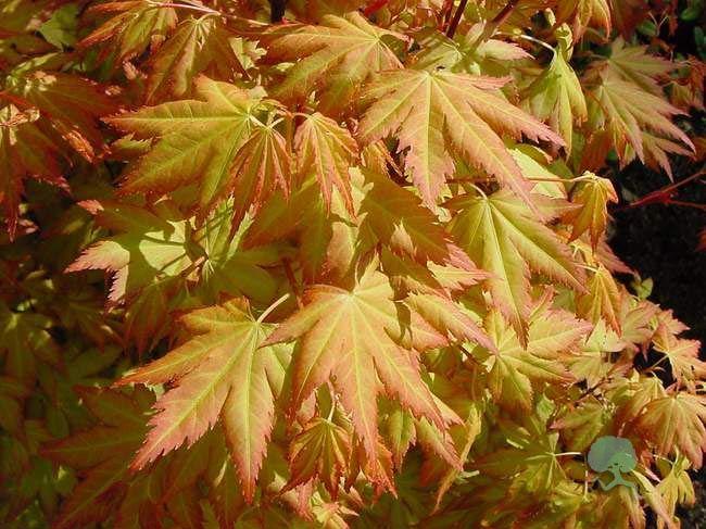 Fächer-Ahorn  Acer palmatum "Orange Dream" 