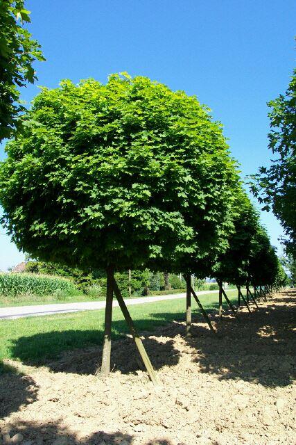 Acer platanoides  "Globosum" 