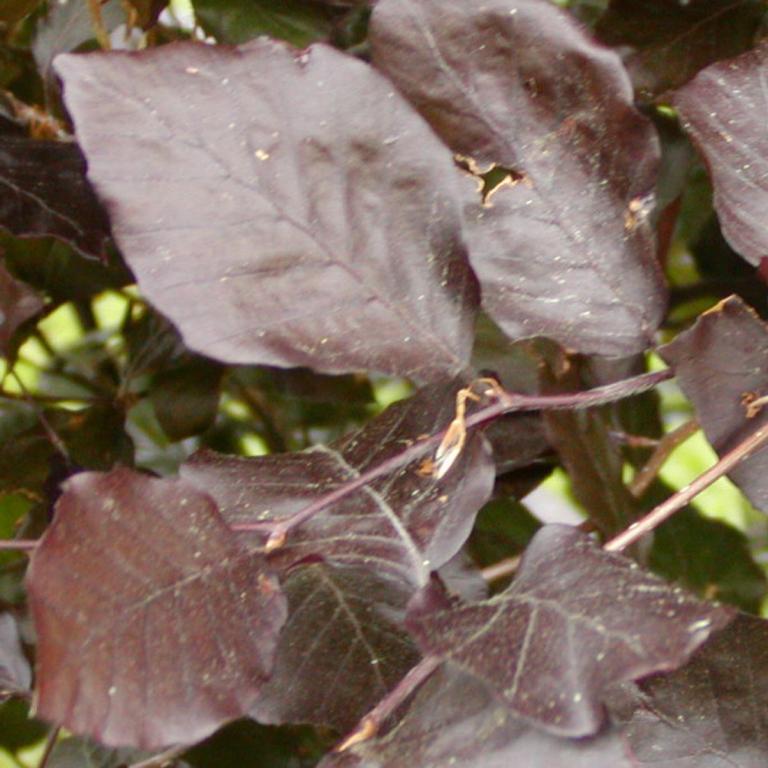 Fagus sylvatica 'Dawyck Purple'