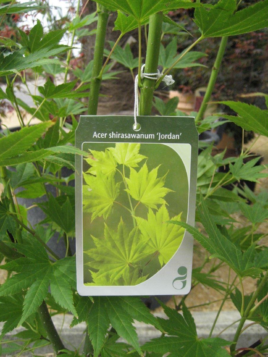 Acer shirasawanum Jordan Fächerahorn