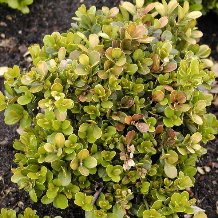 Buxus microphylla 'Morris Dwarf'