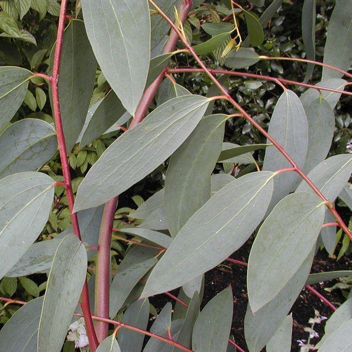Eucalyptus pauciflora ssp. pauciflora