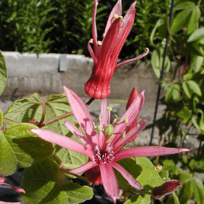 Passiflora sanguinolenta