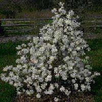 Magnolia stellata   -   Sternmagnolie