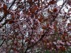 Prunus cerasifera Woodii'