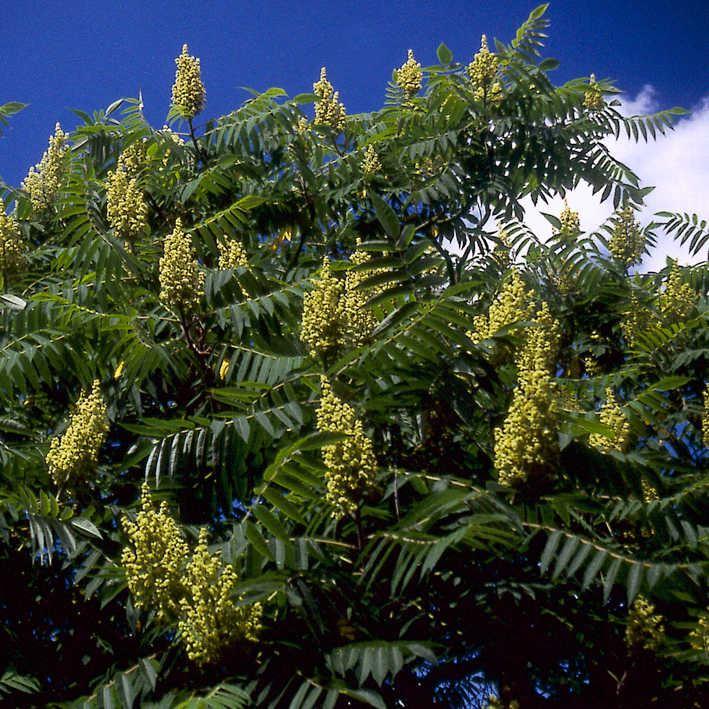 Rhus typhina