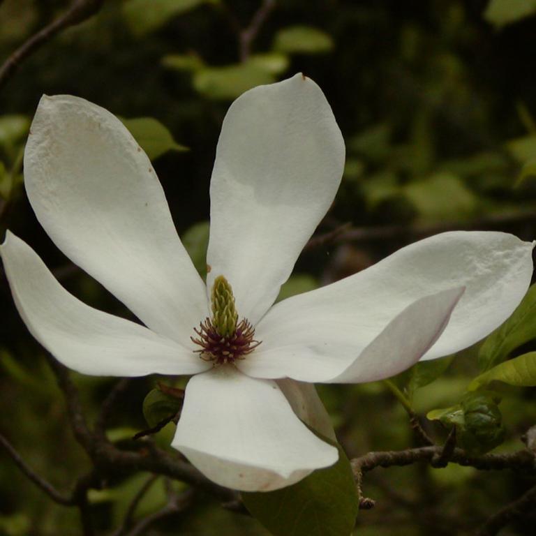 Magnolia soulangiana 'Alexandrina'