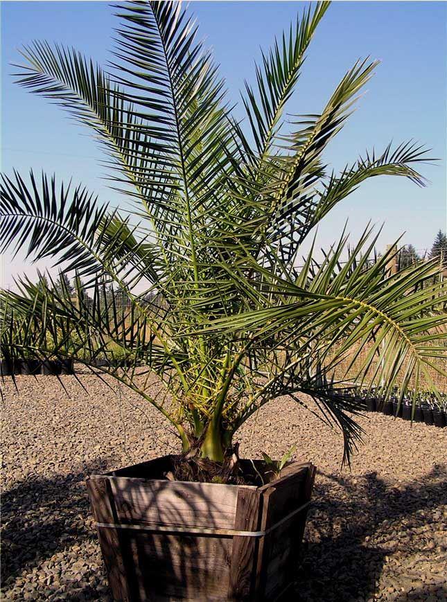 Phoenix canariensis