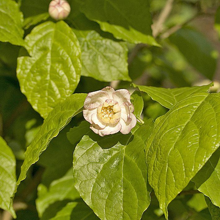 Sinocalycanthus chinensis