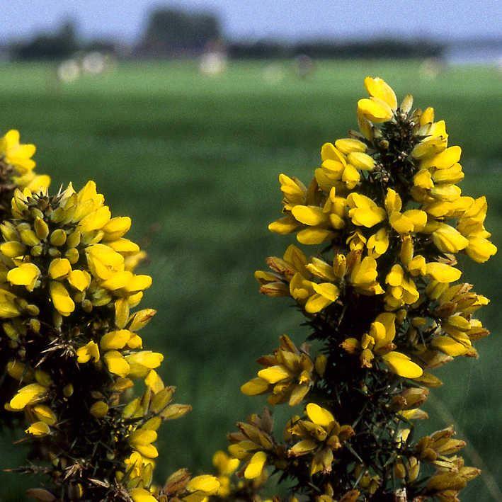 Ulex europaeus 'Flore Pleno'