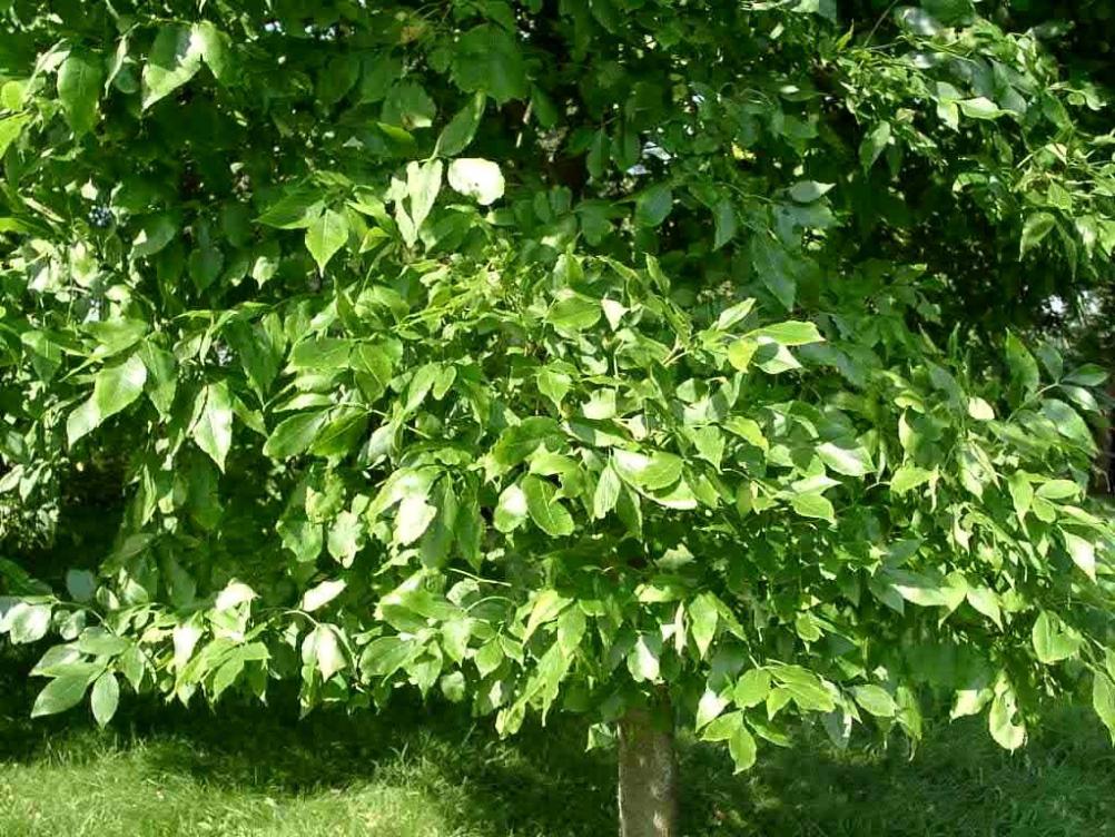 Fraxinus angustifolia Syn. oxycarpa