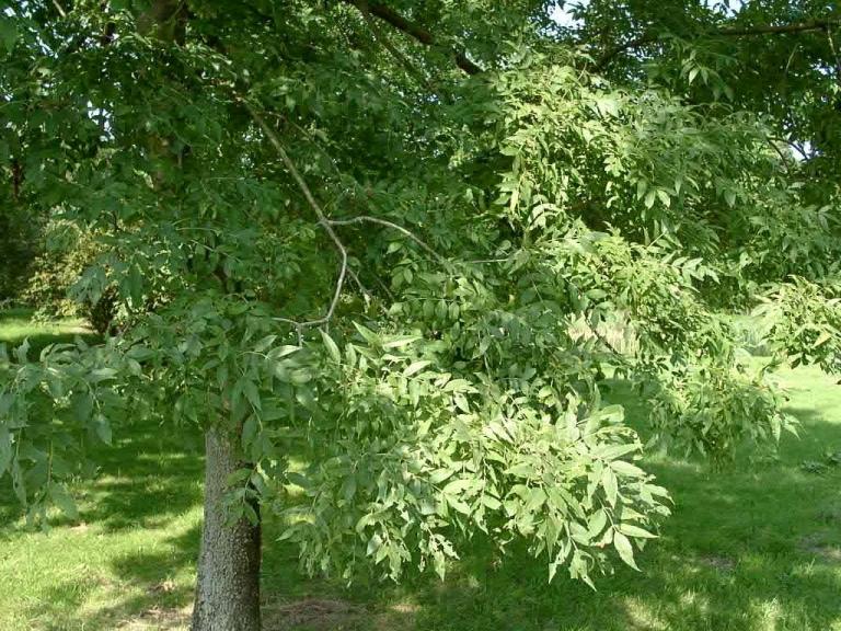 Fraxinus holotricha