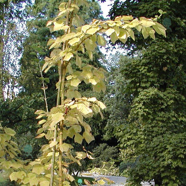 Acer rufinerve 'Erythocladum'   