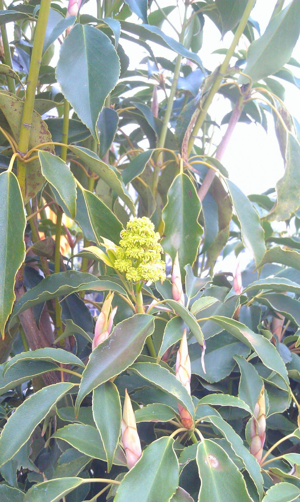 Trochodendron aralioides  -   Radbaum