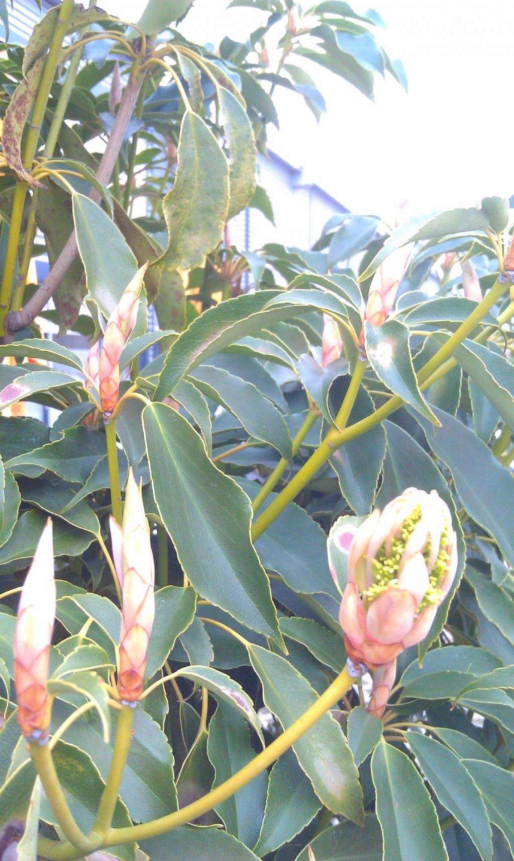 Trochodendron aralioides  -   Radbaum