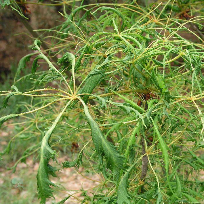 Aesculus hippocastanum 'Laciniata' /