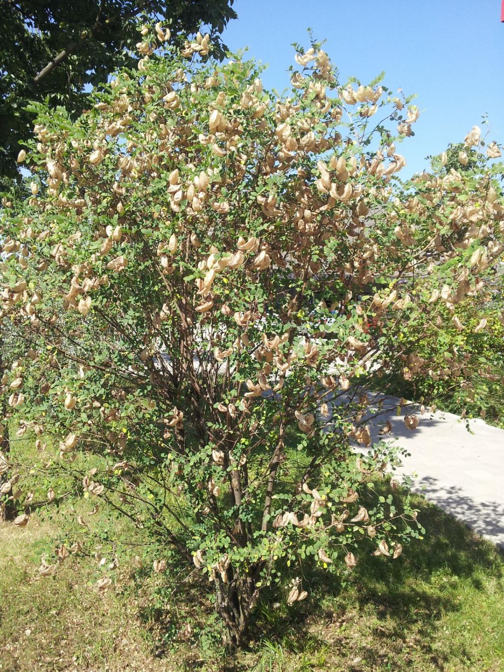 Colutea arborescens