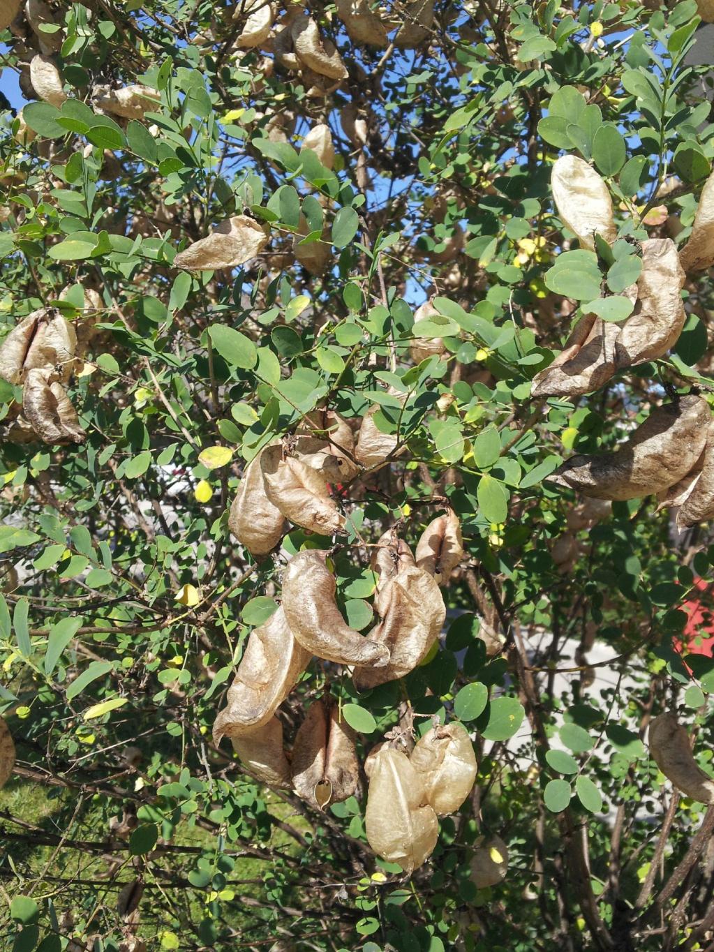 Colutea arborescens