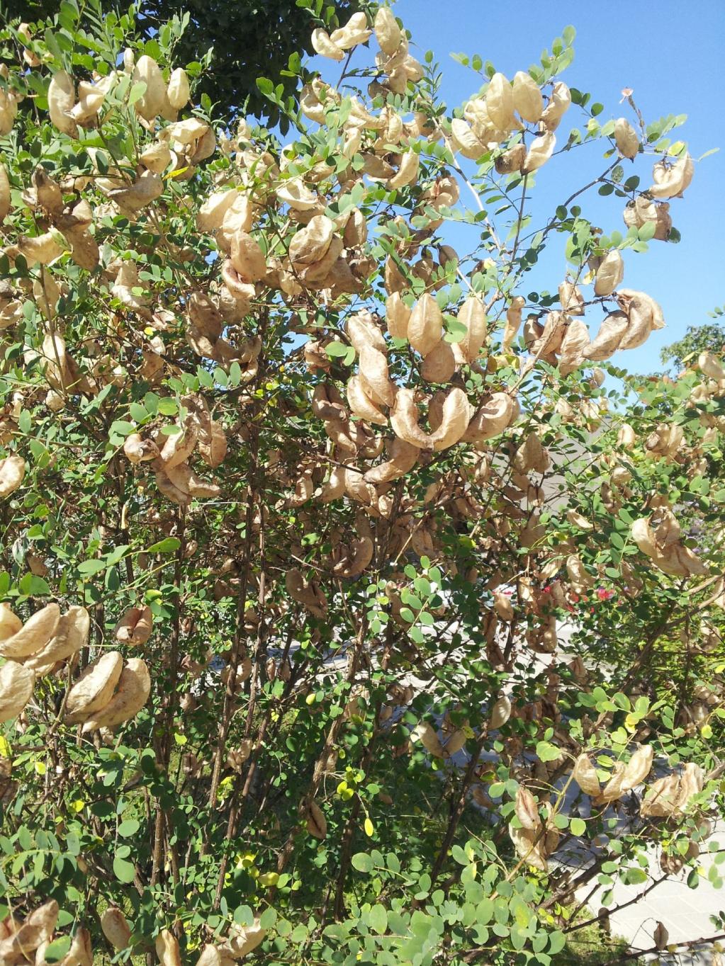 Colutea arborescens