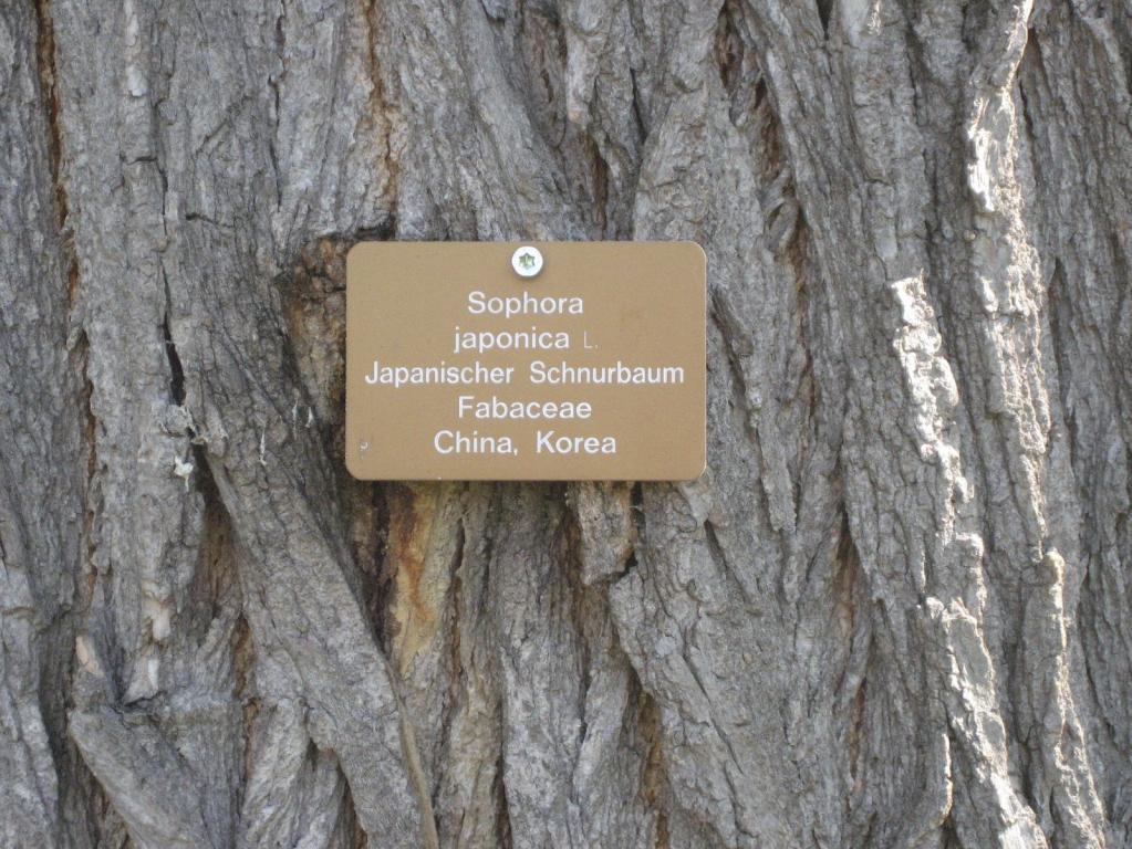 Sophora japonica 'Pandula' Hänge-Schnurbaum