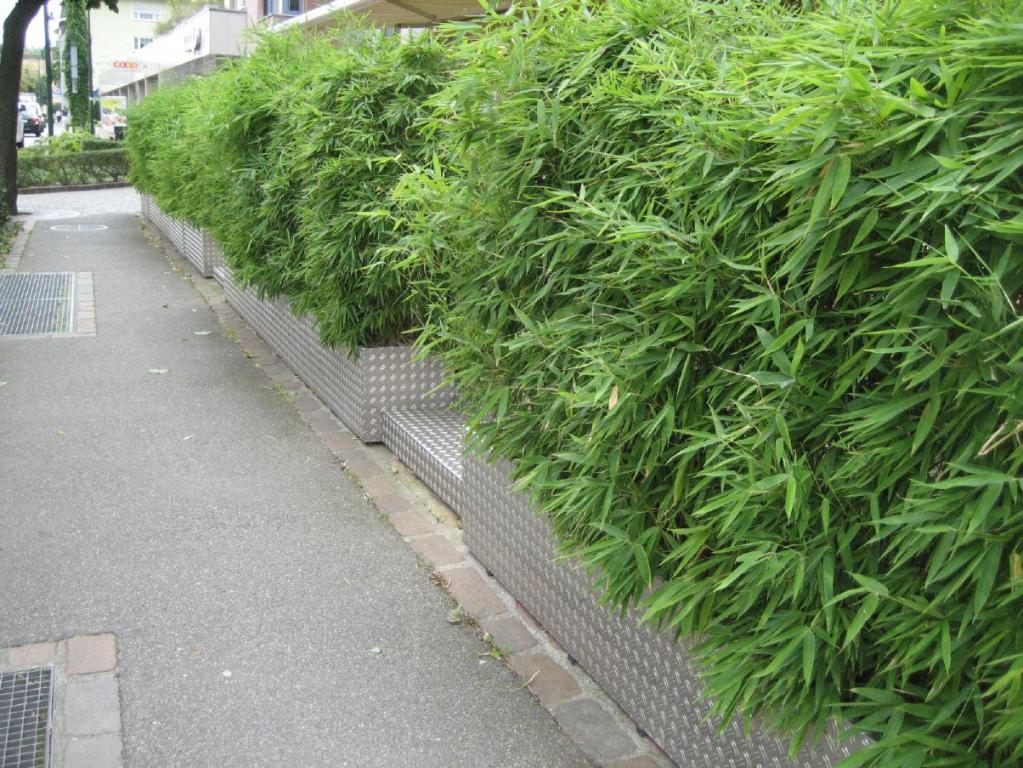 Bambushecke in Sommer