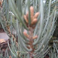 Pinus monophylla  -  Nusskiefer, Einnadelige Föhre