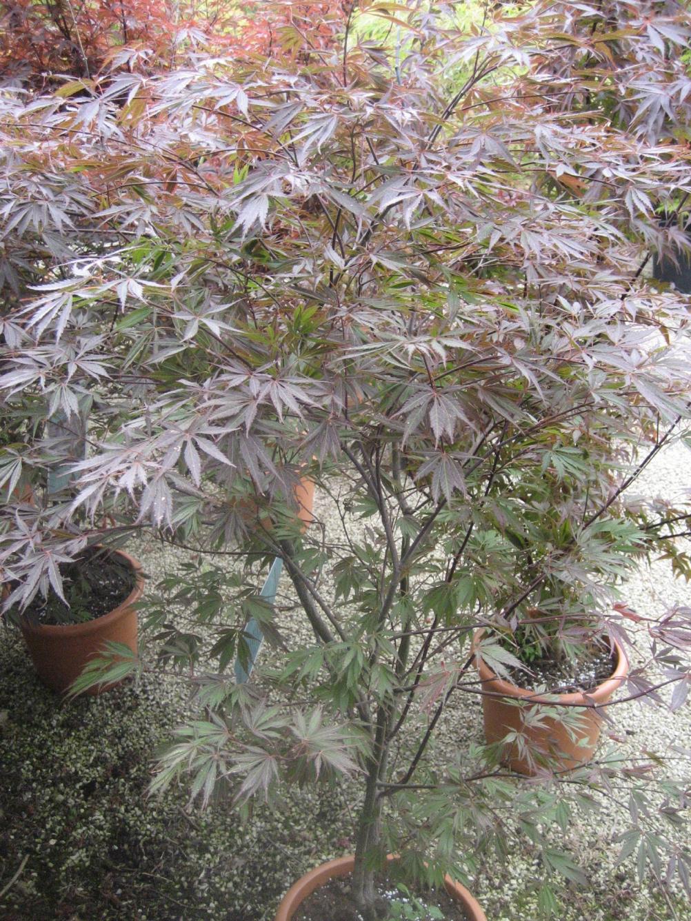 Acer palmatum 'Burgundy Lace'